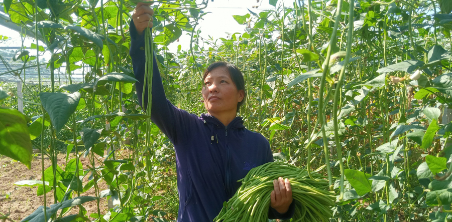 lao cai xuat khau lo san pham dau dua ngam muoi dau tien sang nhat ban hinh 1